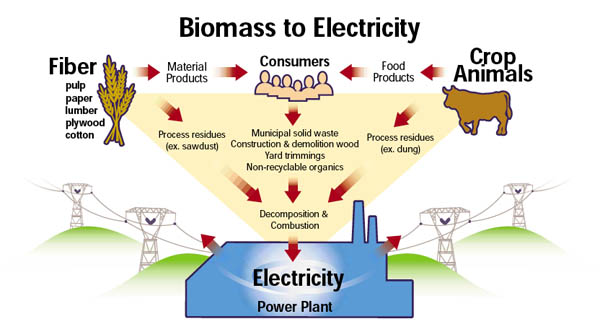 Biomass Energy Is The Second Largest Source Of Renewable Energy In Canada