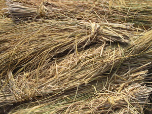 image of straw