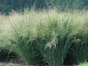 switchgrass