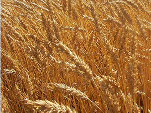 wheat straw